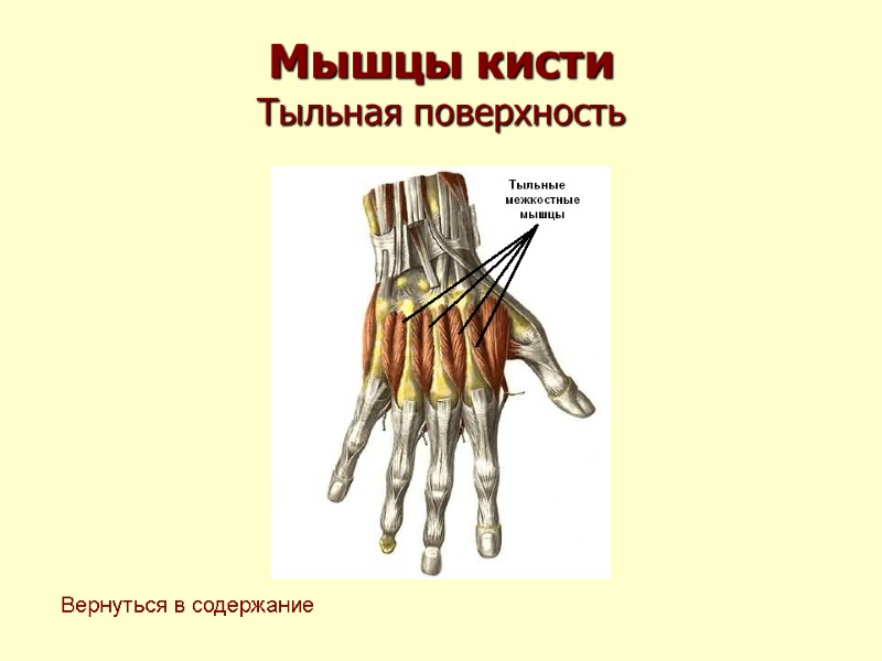 Мышцы кисти Тыльная поверхность Вернуться в содержание